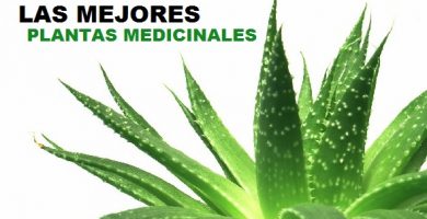 Plantas Medicinales