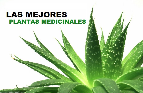 Plantas Medicinales